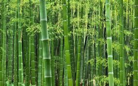 bamboo意思|bamboo（英语单词）